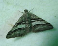 Digrammia continuata