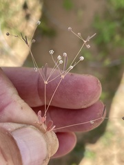 Hypertelis umbellata
