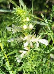 Teucrium laciniatum