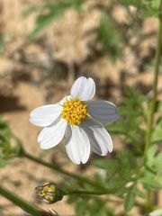 Coreocarpus parthenioides parthenioides