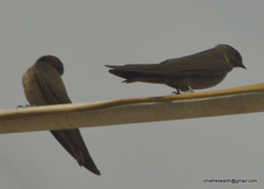 Ptyonoprogne concolor