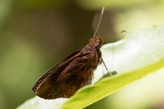 Miltomiges cinnamomea