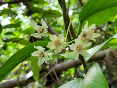 Hoya