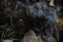 Helvella lacunosa