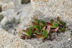 Bergenia