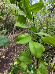 Hoya