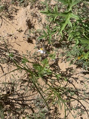 Coreocarpus parthenioides parthenioides