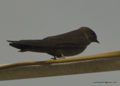 Ptyonoprogne concolor