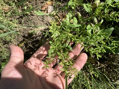Rorippa sessiliflora