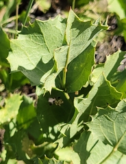Acourtia nana