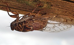Cicada barbara