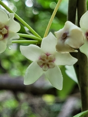 Hoya
