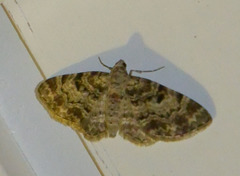 Eupithecia abietaria