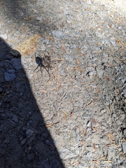 Araneus saevus