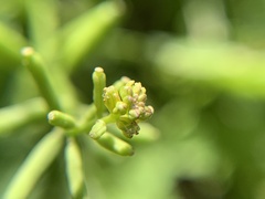 Rorippa sessiliflora