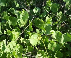 Acourtia nana