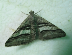 Digrammia continuata