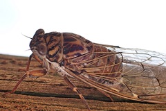 Cicada barbara