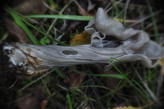Helvella lacunosa