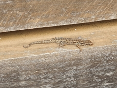 Lygodactylus capensis
