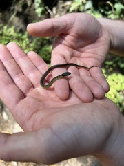 Erythrolamprus epinephalus albiventris