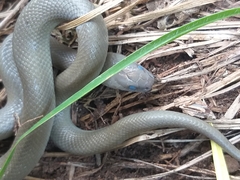 Lycodonomorphus inornatus