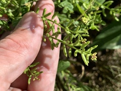 Rorippa sessiliflora