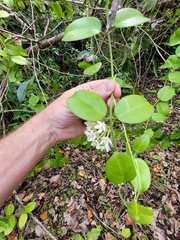 Hoya
