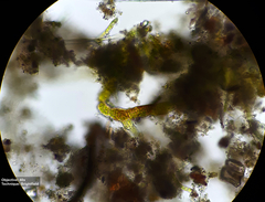 Bryophyta