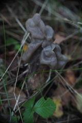 Helvella lacunosa