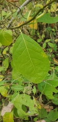 Lindera benzoin