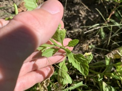 Rorippa sessiliflora