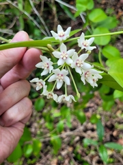 Hoya