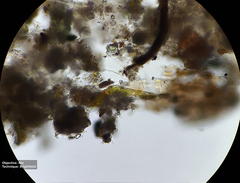 Bryophyta
