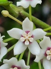 Hoya