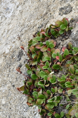 Bergenia
