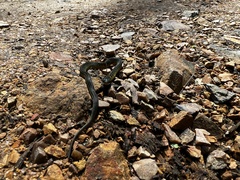Erythrolamprus epinephalus albiventris