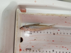 Percopsis omiscomaycus