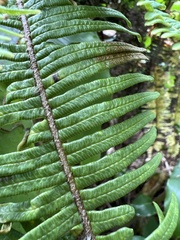 Sticherus owhyhensis