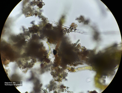 Bryophyta