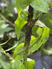 Aphis fabae