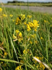 Medicago falcata