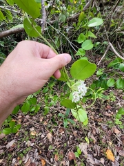 Hoya