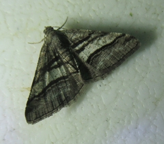 Digrammia continuata