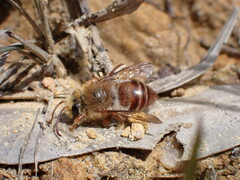 Trichocolletes