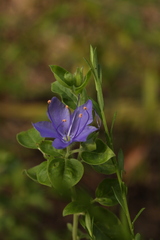 Hydrolea ovata