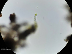 Bryophyta