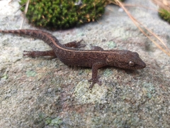 Afrogecko porphyreus