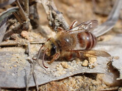 Trichocolletes