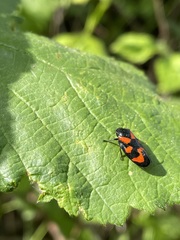 Cercopis vulnerata